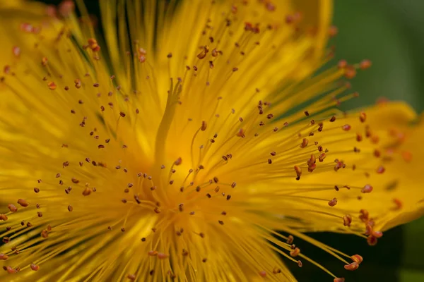 Открытый Желтый Цветок Большим Количеством Тычинок Обратите Внимание Низкую Глубину — стоковое фото