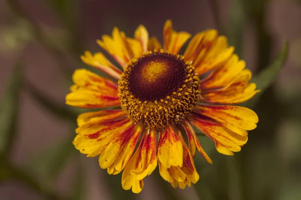 Orange Blomma Helenium Den Gröna Bakgrunden Notera Grunt Skärpedjup — Stockfoto