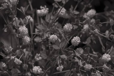 bir dal, Not alan sığ derinliği üzerinde küçük sarı çiçekli çalı