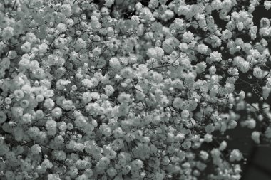 Dekorasyon buketleri için çıngıraklı yılan, alanın sığ derinliğine dikkat et.