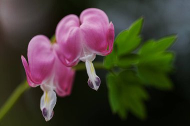 Kanayan Kalp çiçekleri donuk arka planda, dikkat edin sığ alan derinliği