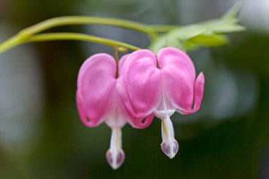 Kanayan Kalp çiçekleri donuk arka planda, dikkat edin sığ alan derinliği