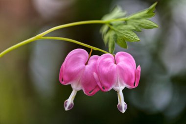Kanayan Kalp çiçekleri donuk arka planda, dikkat edin sığ alan derinliği
