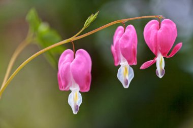 Kanayan Kalp çiçekleri donuk arka planda, dikkat edin sığ alan derinliği