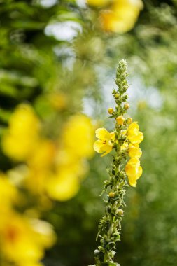 kır çiçeği sığırkuyruğu doğada, not alan sığ derinliği