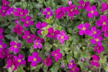 Dallarında küçük gül çiçekleri olan çalılar, sığ tarlanın derinliğine dikkat edin.