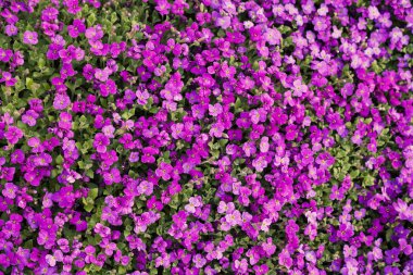 Tarladaki küçük mor çiçekler, tarlanın sığ derinliğine dikkat edin.