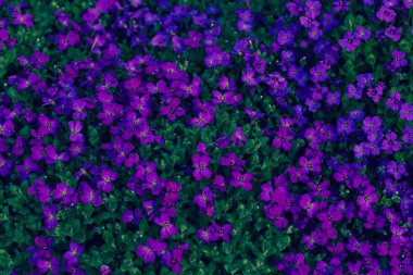 Tarladaki küçük mor çiçekler, tarlanın sığ derinliğine dikkat edin.