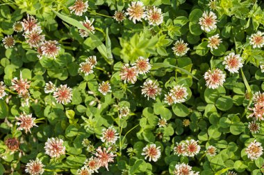 Not alan sığ derinliği çayırda çiçek çeşitleri