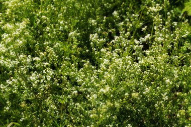 Not alan sığ derinliği çayırda çiçek çeşitleri