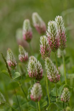 Tarladaki sıra dışı yüksek bitkiler, yüzeysel alan derinliğine dikkat edin.