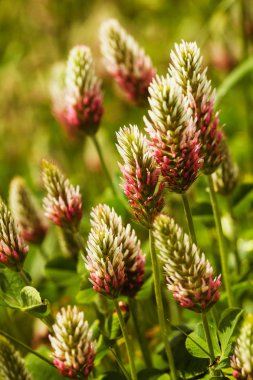 Tarladaki sıra dışı yüksek bitkiler, yüzeysel alan derinliğine dikkat edin.