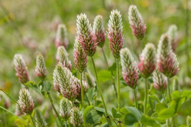 Tarladaki sıra dışı yüksek bitkiler, yüzeysel alan derinliğine dikkat edin.