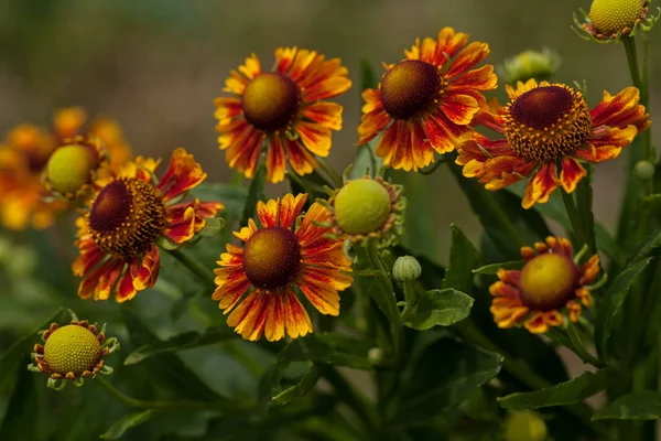 Zaměření Oranžové Květy Helenium Zeleném Pozadí Poznámka Mělká Hloubka Pole — Stock fotografie