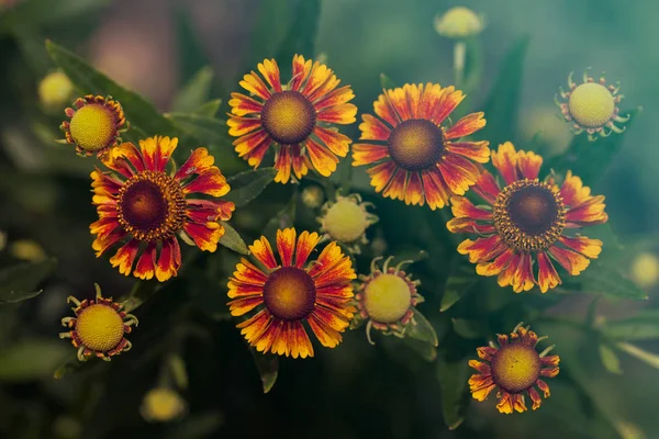 Fokus Orange Blommor Helenium Den Gröna Bakgrunden Notera Grunt Skärpedjup — Stockfoto