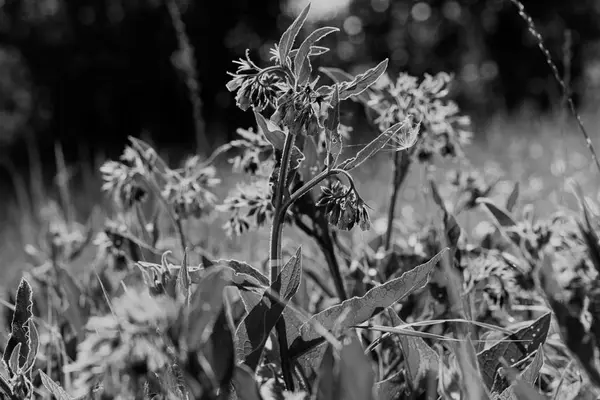 Uzun Yeşil Çimenlerdeki Yabani Mor Çiçekler Sığ Tarlaların Derinliğine Dikkat — Stok fotoğraf