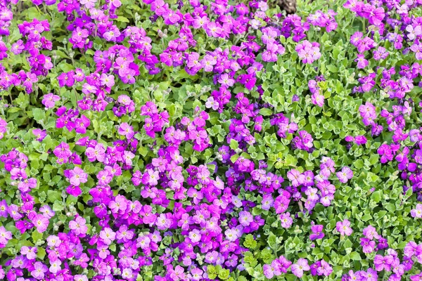 Małe Purpurowe Kwiaty Polu Zauważyć Płytkiej Głębokości Pola — Zdjęcie stockowe