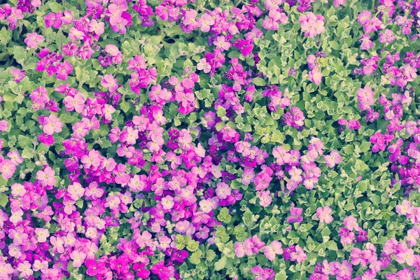 Tarladaki Küçük Mor Çiçekler Tarlanın Sığ Derinliğine Dikkat Edin — Stok fotoğraf