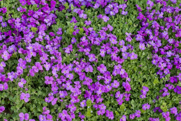 Kleine Paarse Bloemen Het Veld Noot Ondiepe Diepte Van Het — Stockfoto