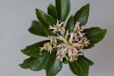 Açık arkaplanda yeşil yaprakları olan sıra dışı beyaz çiçek, sığ alan derinliğine dikkat edin