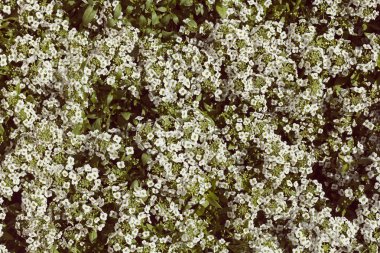 bir dal, Not alan sığ derinliği üzerinde küçük beyaz çiçekli çalı