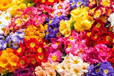 Çeşitli renklerdeki çalı çiçekleri, sığ alan derinliğine dikkat edin.