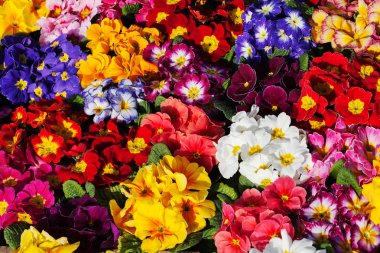 Çeşitli renklerdeki çalı çiçekleri, sığ alan derinliğine dikkat edin.