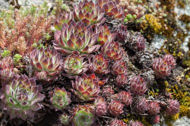 Çatıdaki bir grup bitki, yüzeyin derinliğine dikkat edin.