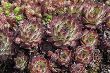 Çatıdaki bir grup bitki, yüzeyin derinliğine dikkat edin.