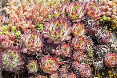 Çatıdaki bir grup bitki, yüzeyin derinliğine dikkat edin.