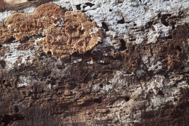 Ağaç kabuğu doğada bir arka plan gibi, derin alan derinliğine dikkat edin.