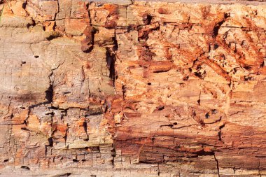 Ağaç kabuğu doğada bir arka plan gibi, derin alan derinliğine dikkat edin.