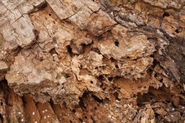 Ağaç kabuğu doğada bir arka plan gibi, derin alan derinliğine dikkat edin.