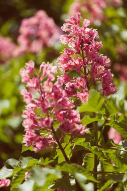 Doğada çiçek açan kırmızı at kestanesi, sığ alan derinliğine dikkat et.