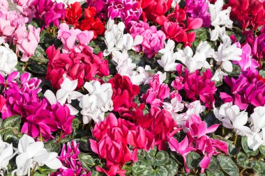 cyclamen flowers in various colors, note shallow depth of field