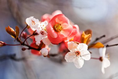 İlkbaharda beyaz ve kırmızı çiçekli dallar mavi bulanık arkaplanda, sığ tarlalara dikkat edin.