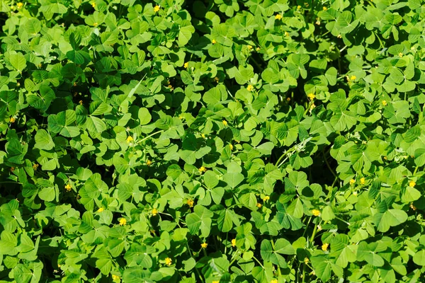 Zielony Krzew Małymi Żółtymi Kwiatami Uwaga Płytka Głębokość Pola — Zdjęcie stockowe