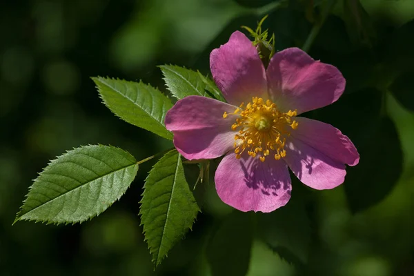 Hermosa Flor Rosa Sobre Fondo Verde Oscuro Nota Poca Profundidad — Foto de Stock
