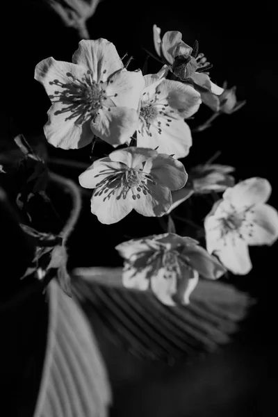 Flor Fresa Silvestre Naturaleza Nota Poca Profundidad Campo — Foto de Stock