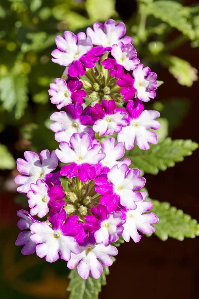 Planta Com Pétalas Brancas Violetas Observe Profundidade Rasa Campo — Fotografia de Stock