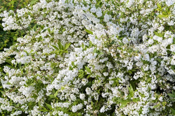 灌木与小白色的花在分支 注意浅的景深 — 图库照片