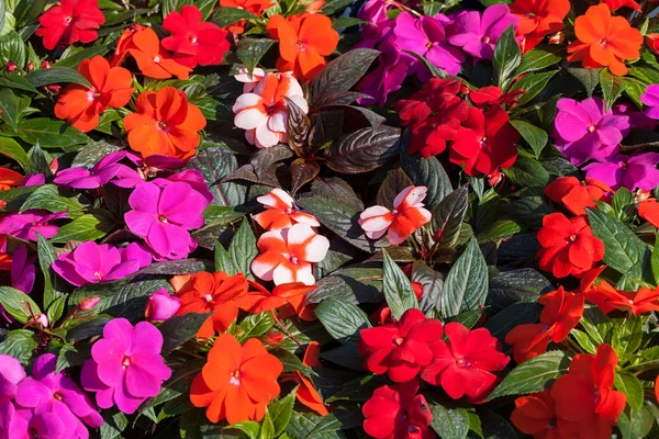 Kleurrijke Bloemen Voor Bloempotten Tuin Let Ondiepe Velddiepte — Stockfoto