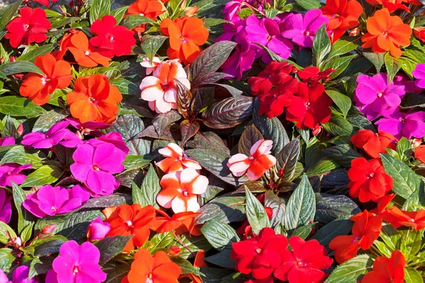 Kleurrijke Bloemen Voor Bloempotten Tuin Let Ondiepe Velddiepte — Stockfoto