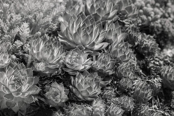 group of plants houseleek on the roof , note shallow depth of fiel