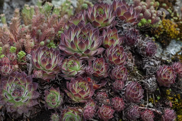 Çatıdaki bir grup bitki, yüzeyin derinliğine dikkat edin.