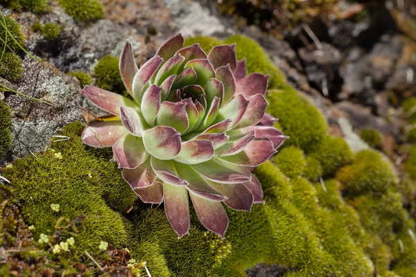 Vahşi bitki doğada barınıyor, yüzeysel alan derinliğine dikkat edin.