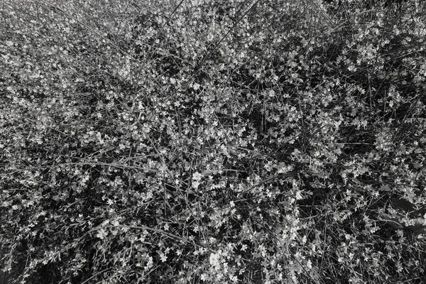 Arbusto Com Pequenas Flores Amarelas Uns Ramos Observe Profundidade Rasa — Fotografia de Stock
