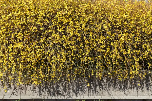 Arbusto Con Las Flores Pequeñas Amarillas Las Ramas Noten Profundidad — Foto de Stock