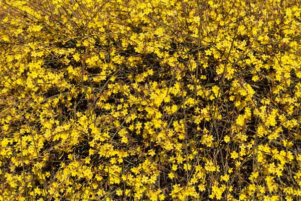 Strauch Mit Kleinen Gelben Blüten Auf Einem Zweig Beachten Sie — Stockfoto