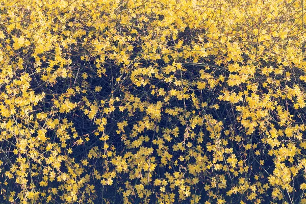 필드의 깊이에 노란색 꽃으로 — 스톡 사진